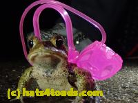 /home//u458753944/public_html/sourcegallery///////Roxborough Toad Detour/2021/2021-03-31/P3310131.JPG